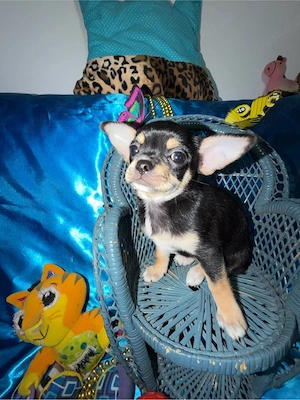 Schwarze dreifarbige Chihuahua-Hündin zu verkaufen