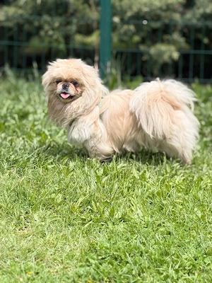 **LUCKY** Pekinese ca. 2 Jahre alt, Rüde kastriert