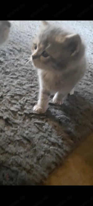 Bkh Kitten suchen ab Ende Mai 