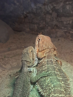 Bartagame 8 Monate (abzugeben)