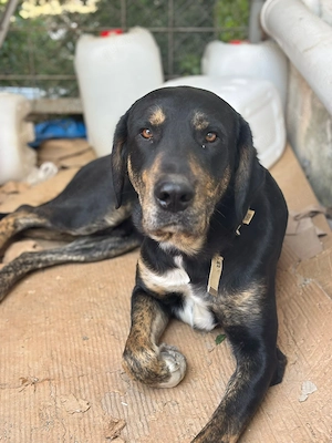 **Clyde** Mischling, ca 1,5 Jahre, Rüde kastriert