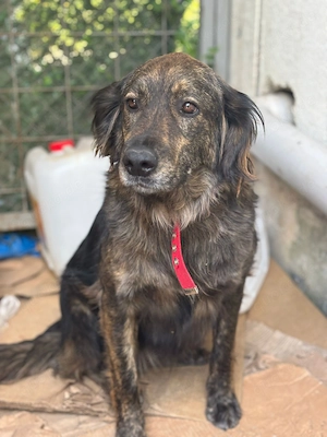 **Bonny** Mischling, ca.1,5 Jahre, weiblich kastriert