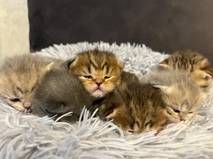 BKH Kitten auf dem Weg in ihr neues Zuhause