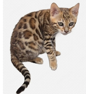 Super süße Bengal Kitten aus Worldchampion  Linien