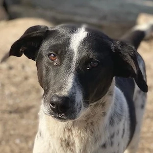Janita, geb. ca. 06 2022, lebt in GRIECHENLAND, im städt. Tierheim Serres 