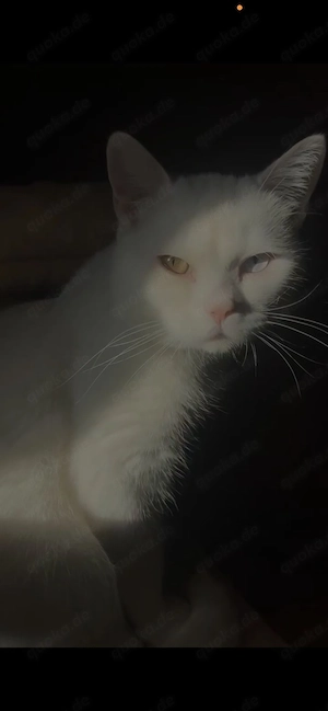 Britisch Kurzhaar Kater mit besonderen Augen zu verkaufen