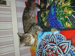 Katze abzugeben 