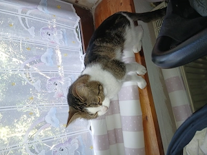 Katze und karter abzugeben 