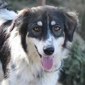 Valonca, geb. ca. 04 2022, lebt in GRIECHENLAND, im städt. Tierheim Serres 