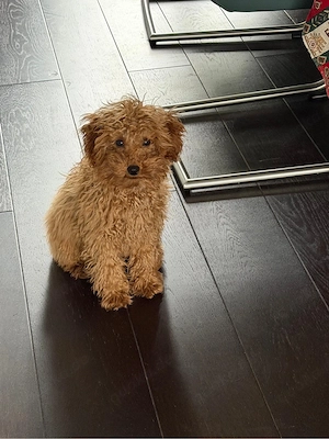 Hund Toy Pudel