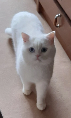 Bkh Deckkater, weiß mit blauen Augen 