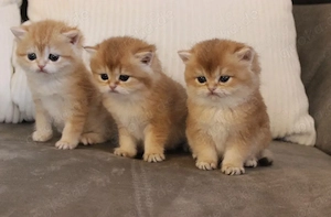 BKH - Kitten, golden shadet, reinrassig
