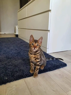 Bengalkätzchen zur Adoption