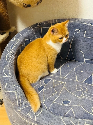 bkh kitten junge 