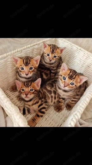 Wunderschöne Bengalkätzchen suchen ein liebevolles Zuhause Bild 2