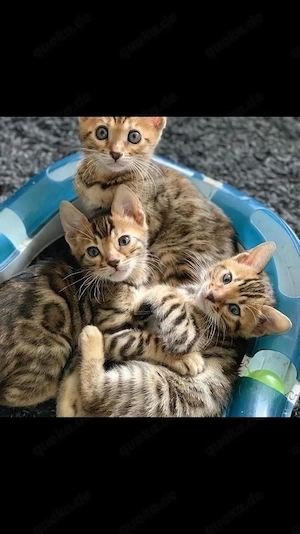 Wunderschöne Bengalkätzchen suchen ein liebevolles Zuhause