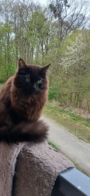 Wunderschöner DLH Kater sucht liebevolles Zuhause