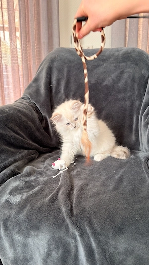 Ragdoll Kitten, Kätzchen, Babys