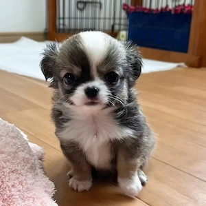 Reinrassige Chihuahua Welpen