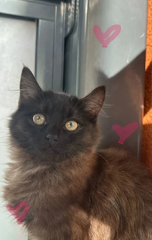 Wunderschöner und verspielter Kater sucht liebevolles Zuhause