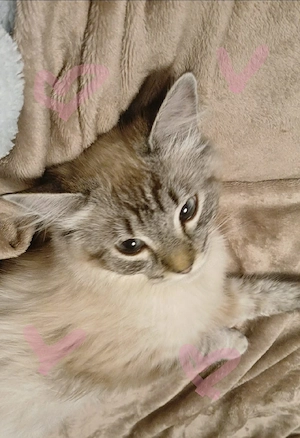 Süße DLH Katze   verspielt & verschmust abzugeben   