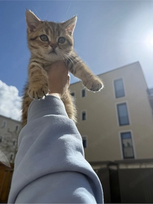 Britisch Kurzhaar Kitten (BKH) Bild 2