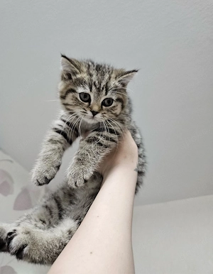 Britisch Kurzhaar Kitten (BKH)