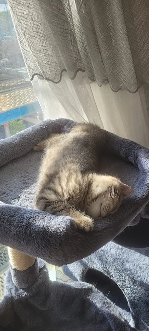 Britisch Kurzhaar Kitten (BKH) Bild 3