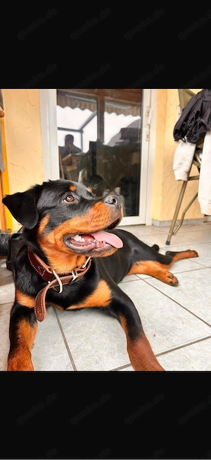 Junge Rottweiler-Mix Hündin Mila (1 Jahr) in erfahrene Hände abzugeben