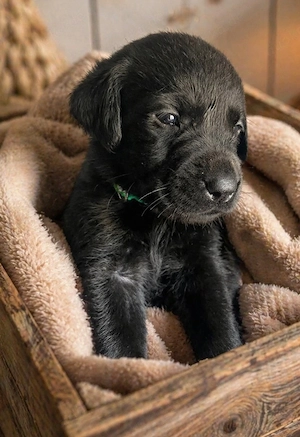 Reinrassige Labradorwelpen 