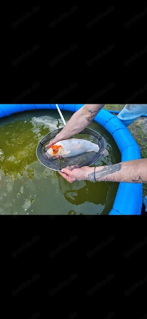 verkaufe die kois da sie schon ziemlich gros sind sie lassen sich sogar streicheln 