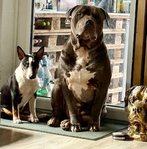 Bullterrier Hündin  Bild 9