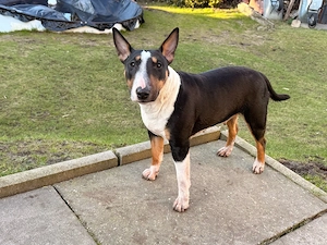 Mini Bullterrier Hündin 