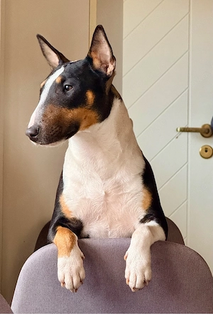 Mini Bullterrier Hündin 