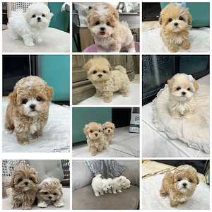 Maltipoo-Welpen verfügbar