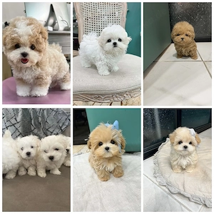 Maltipoo-Welpen verfügbar