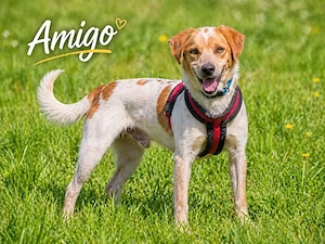 Amigo - möchte wieder dazugehören