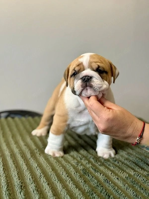 Englische Bulldoggenwelpen verfügbar