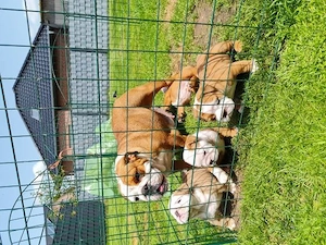 Englische Bulldoggenwelpen verfügbar