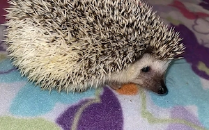 hedgehog babies available 