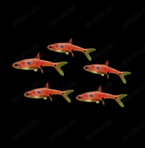 Zwergbärbling Boraras naevus Petch Noi