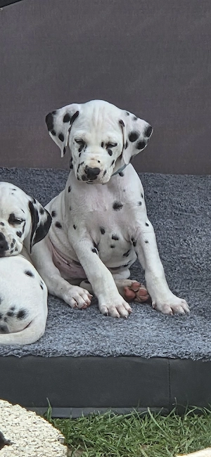 1 süsser Dalmatiner Welpe sucht noch sein Zuhause  