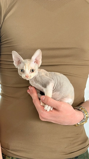 Devon Rex Mädchen