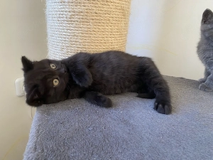 BKH Kitten ab 1.06 geimpft entwurmt