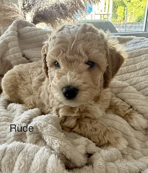 Maltipoo Welpen 