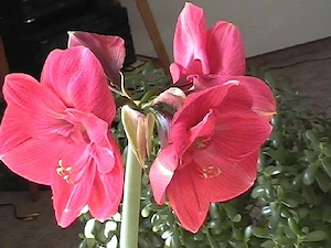 Baugutachter Beratung in Problem Immobilien Döbeln, Leisnig und Roßwein