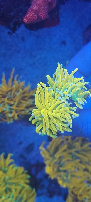 Euphyllia Banana Holy Grail Koralle