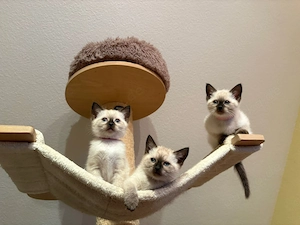 Siam Thai Kitten, weiblich 