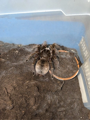 theraphosa blondi 0.1 Adult XXL spinne vogelspinne 