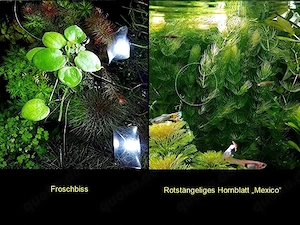 Froschbiss, Rotstängeliges Hornblatt  (ab 3 )